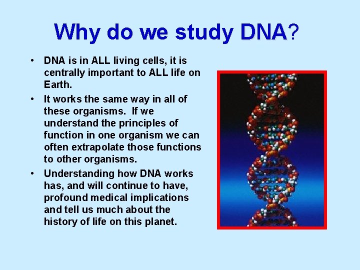 Why do we study DNA? DNA • DNA is in ALL living cells, it