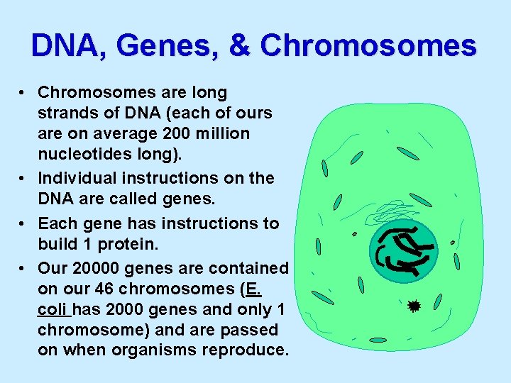 DNA, Genes, & Chromosomes • Chromosomes are long strands of DNA (each of ours