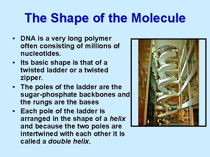 The Shape of the Molecule • DNA is a very long polymer often consisting