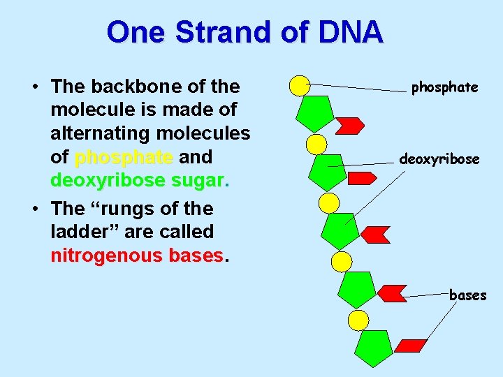 One Strand of DNA • The backbone of the molecule is made of alternating