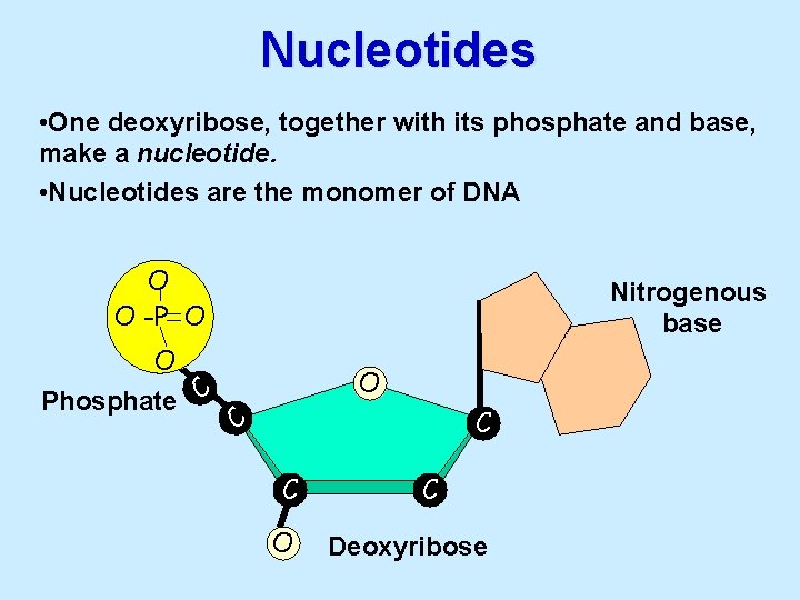 Nucleotides • One deoxyribose, together with its phosphate and base, make a nucleotide. •