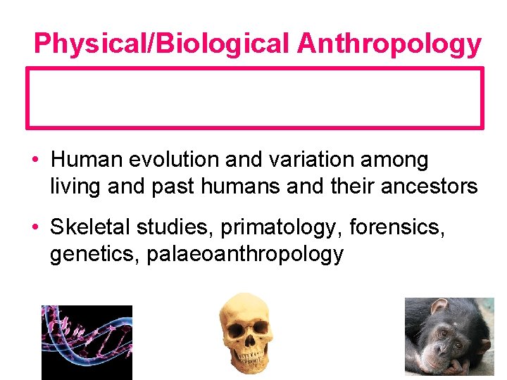 Physical/Biological Anthropology The study of all aspects of past and present human biology •