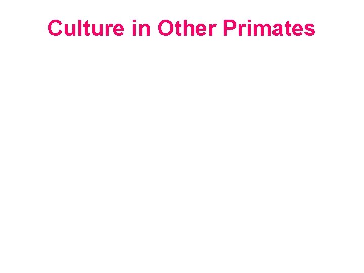 Culture in Other Primates 