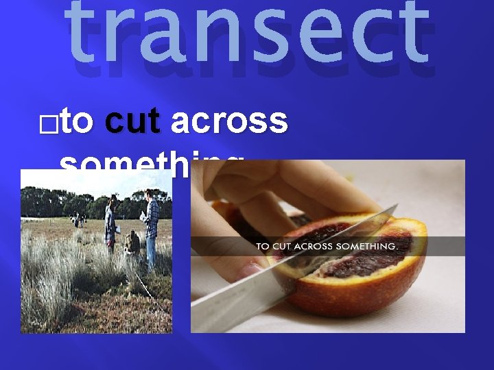 transect �to cut across something 