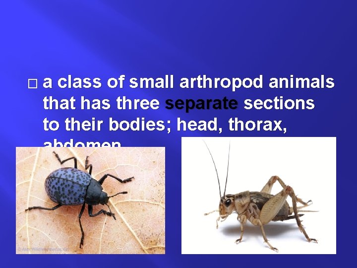 � a class of small arthropod animals that has three separate sections to their