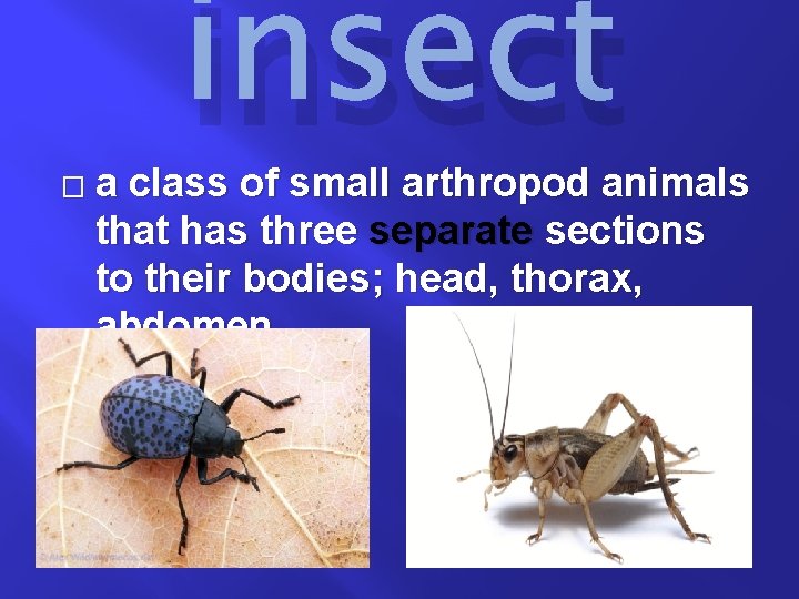 � insect a class of small arthropod animals that has three separate sections to