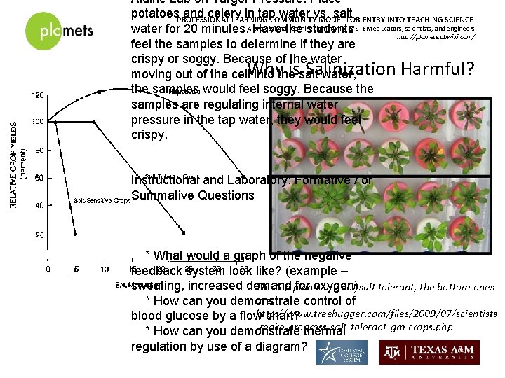 Aldine Lab on Turgor Pressure: Place potatoes. PROFESSIONAL and celery in tap water vs.