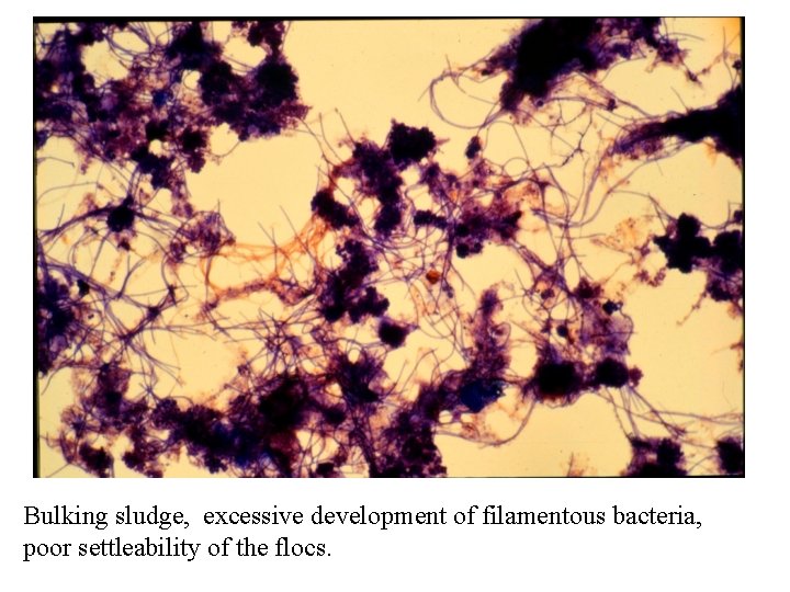 Bulking sludge, excessive development of filamentous bacteria, poor settleability of the flocs. 