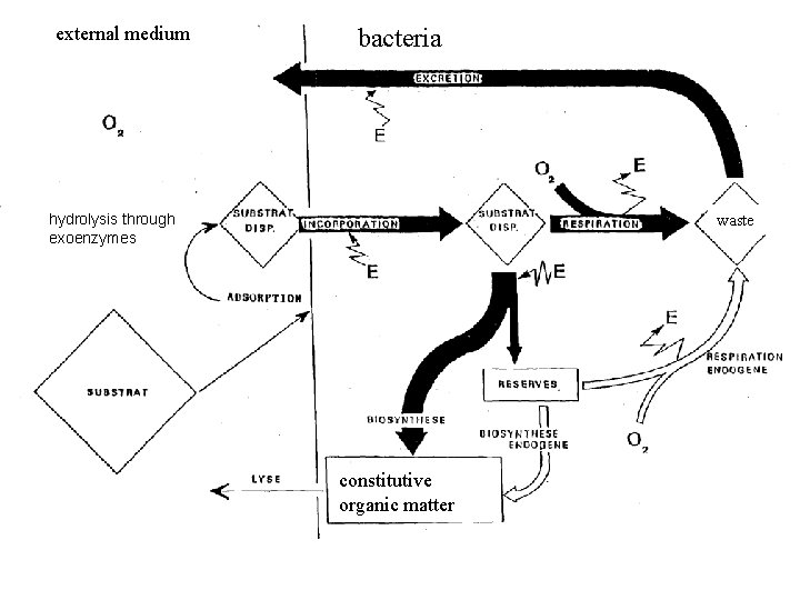 external medium bacteria hydrolysis through exoenzymes waste constitutive organic matter 