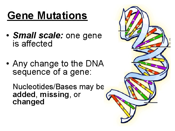 Gene Mutations • Small scale: one gene is affected • Any change to the