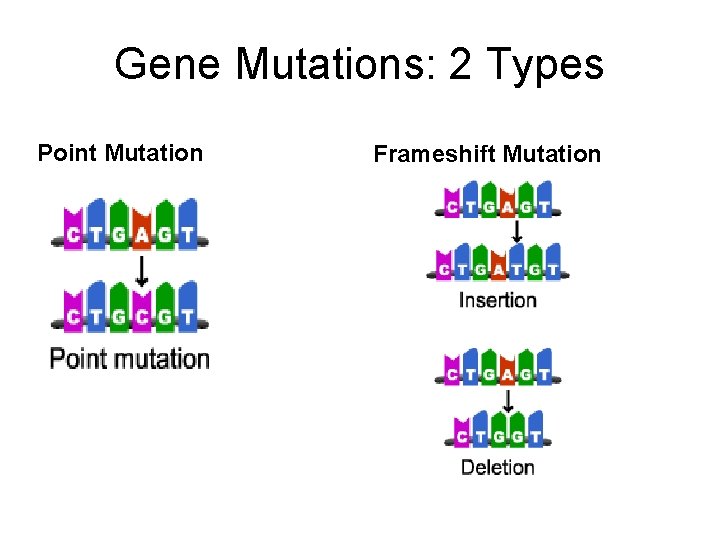 Gene Mutations: 2 Types Point Mutation Frameshift Mutation 