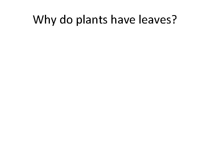 Why do plants have leaves? Why do plants have leaves?