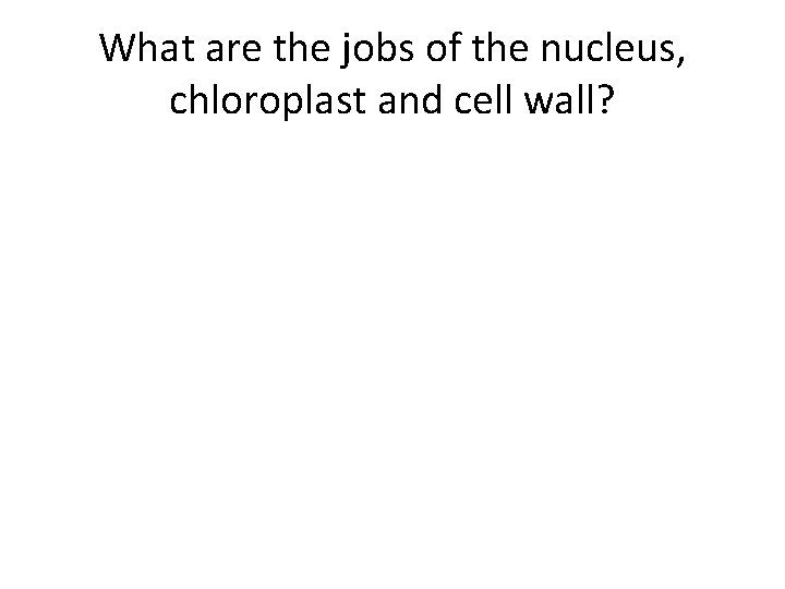 What are the jobs of the nucleus, chloroplast and cell wall? What are the jobs of the nucleus, chloroplast and cell wall?