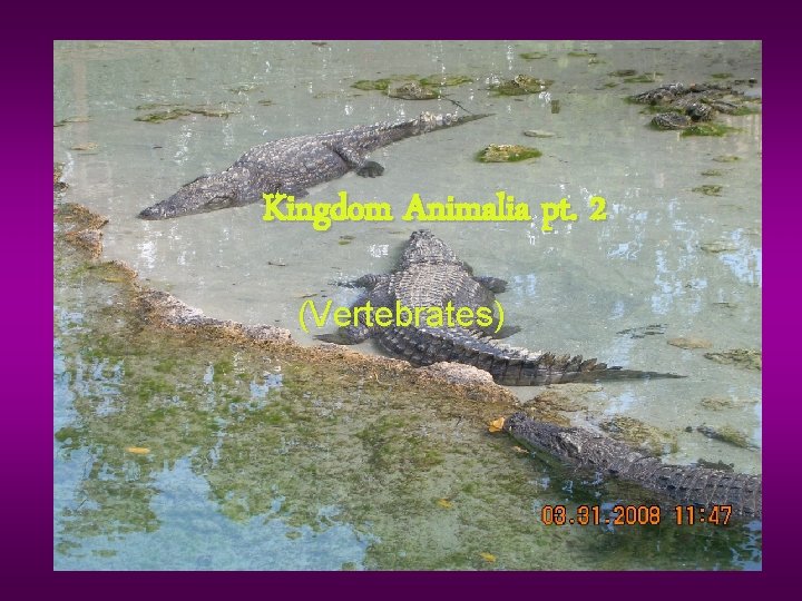 Kingdom Animalia pt. 2 (Vertebrates) 