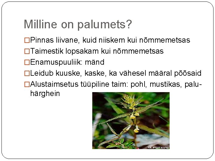 Milline on palumets? �Pinnas liivane, kuid niiskem kui nõmmemetsas �Taimestik lopsakam kui nõmmemetsas �Enamuspuuliik: