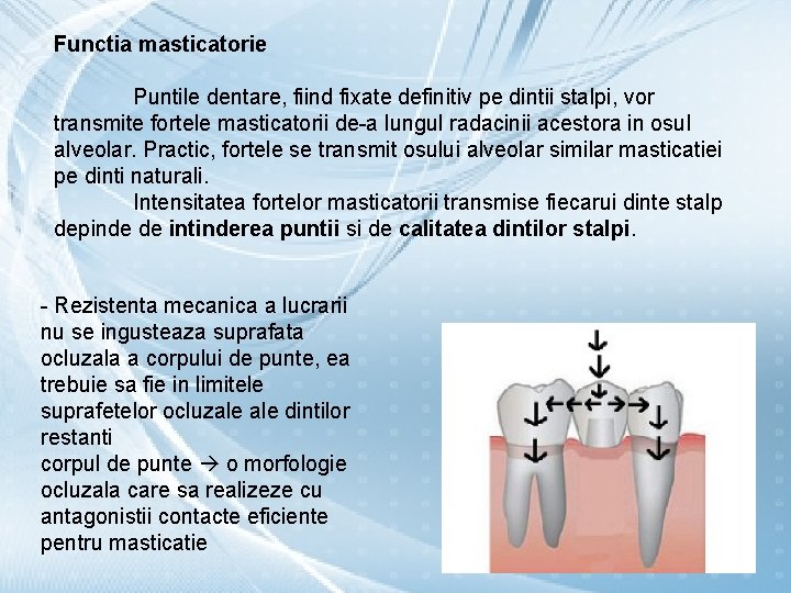 Functia masticatorie Puntile dentare, fiind fixate definitiv pe dintii stalpi, vor transmite fortele masticatorii