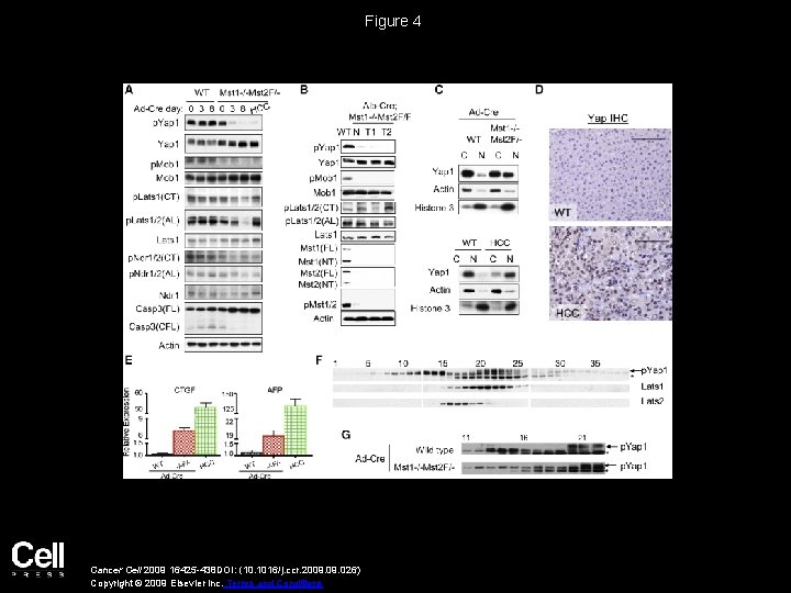 Figure 4 Cancer Cell 2009 16425 -438 DOI: (10. 1016/j. ccr. 2009. 026) Copyright