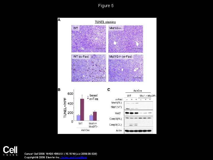 Figure 5 Cancer Cell 2009 16425 -438 DOI: (10. 1016/j. ccr. 2009. 026) Copyright