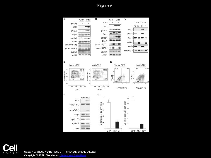 Figure 6 Cancer Cell 2009 16425 -438 DOI: (10. 1016/j. ccr. 2009. 026) Copyright