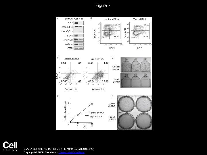 Figure 7 Cancer Cell 2009 16425 -438 DOI: (10. 1016/j. ccr. 2009. 026) Copyright