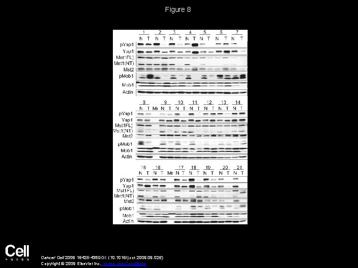 Figure 8 Cancer Cell 2009 16425 -438 DOI: (10. 1016/j. ccr. 2009. 026) Copyright
