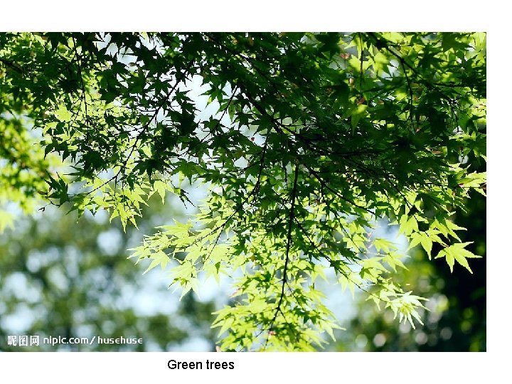 Green trees 