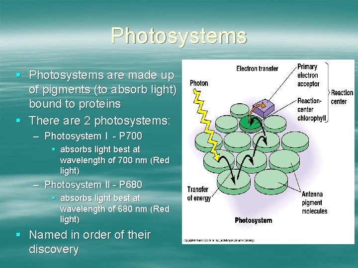 Photosystems § Photosystems are made up of pigments (to absorb light) bound to proteins