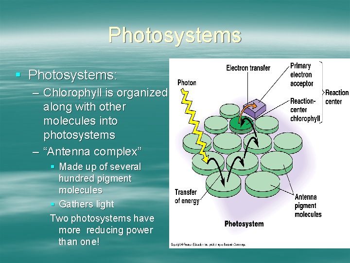 Photosystems § Photosystems: – Chlorophyll is organized along with other molecules into photosystems –