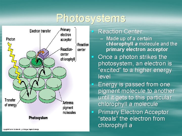 Photosystems § Reaction Center: – Made up of a certain chlorophyll a molecule and