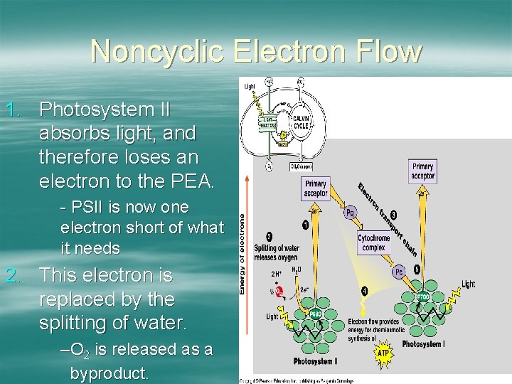 Noncyclic Electron Flow 1. Photosystem II absorbs light, and therefore loses an electron to