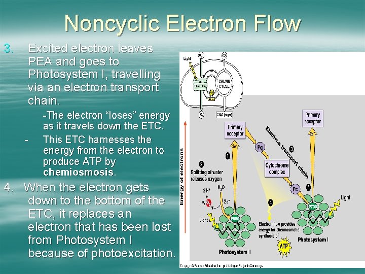 Noncyclic Electron Flow 3. Excited electron leaves PEA and goes to Photosystem I, travelling