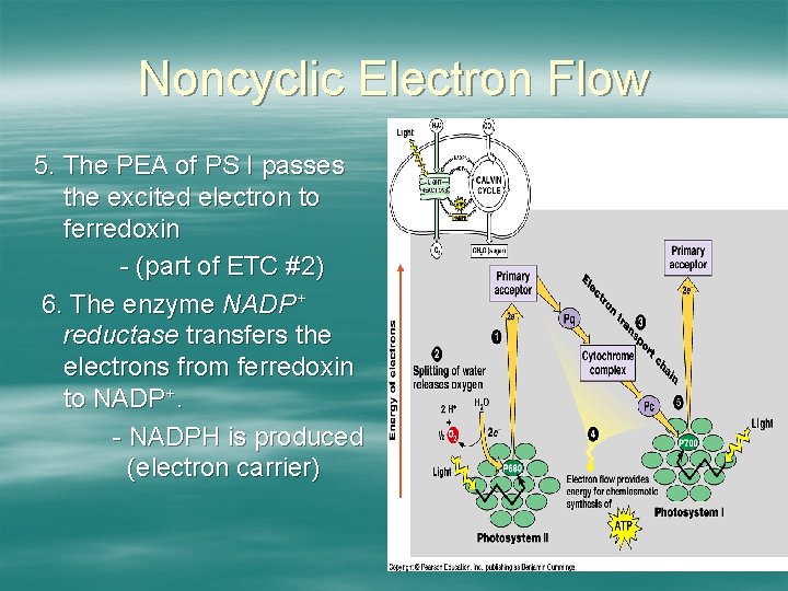 Noncyclic Electron Flow 5. The PEA of PS I passes the excited electron to