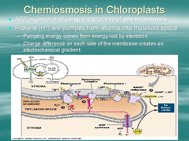 Chemiosmosis in Chloroplasts § ATP is generated using the process of chemiosmosis § Protons