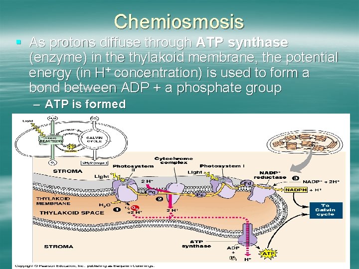 Chemiosmosis § As protons diffuse through ATP synthase (enzyme) in the thylakoid membrane, the