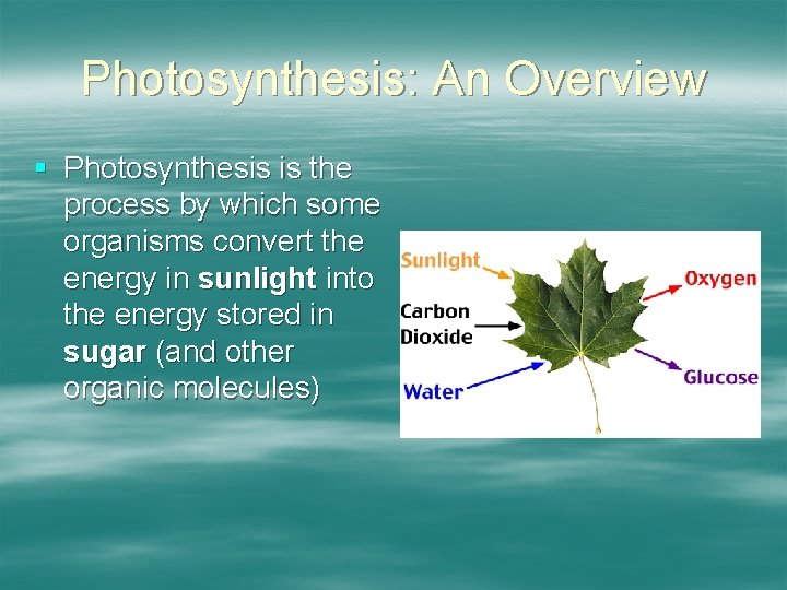 Photosynthesis: An Overview § Photosynthesis is the process by which some organisms convert the