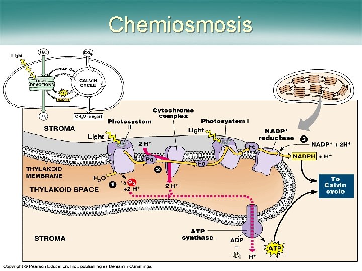 Chemiosmosis 