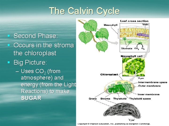 The Calvin Cycle § Second Phase: § Occurs in the stroma of the chloroplast
