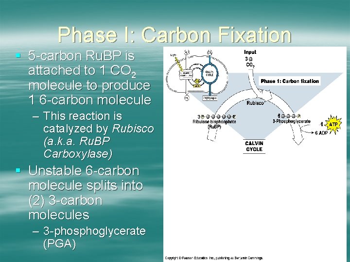 Phase I: Carbon Fixation § 5 -carbon Ru. BP is attached to 1 CO