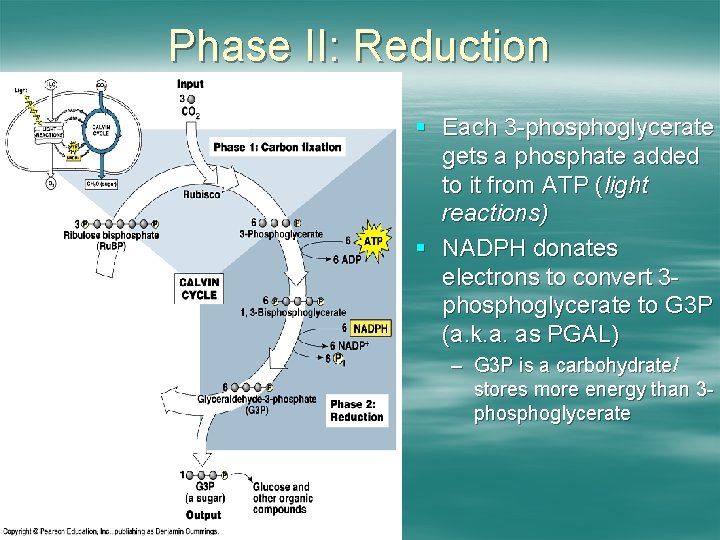 Phase II: Reduction § Each 3 -phosphoglycerate gets a phosphate added to it from