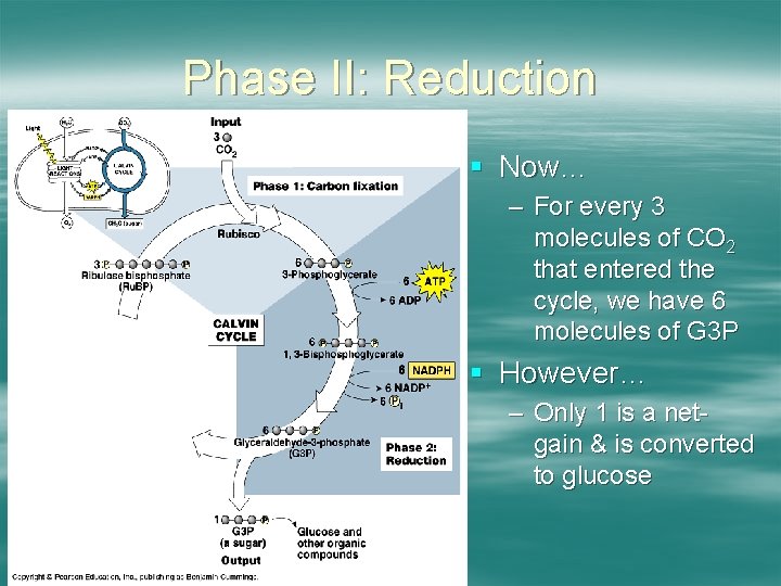 Phase II: Reduction § Now… – For every 3 molecules of CO 2 that