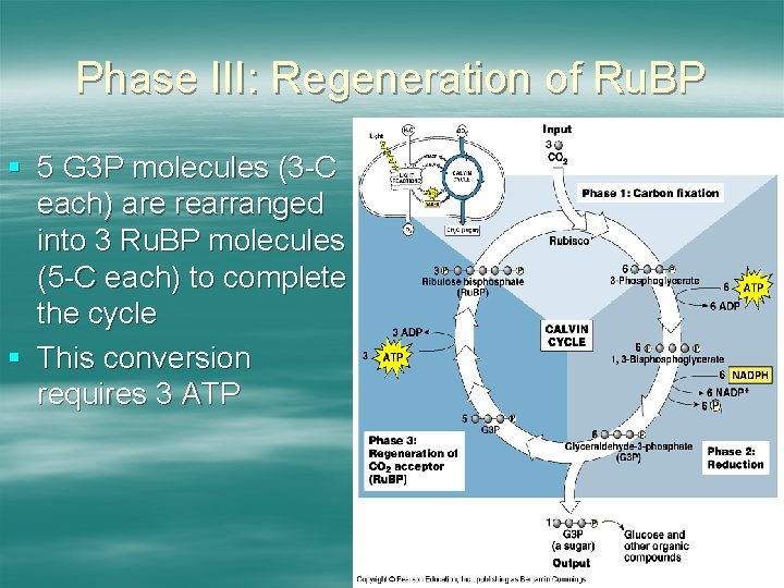 Phase III: Regeneration of Ru. BP § 5 G 3 P molecules (3 -C