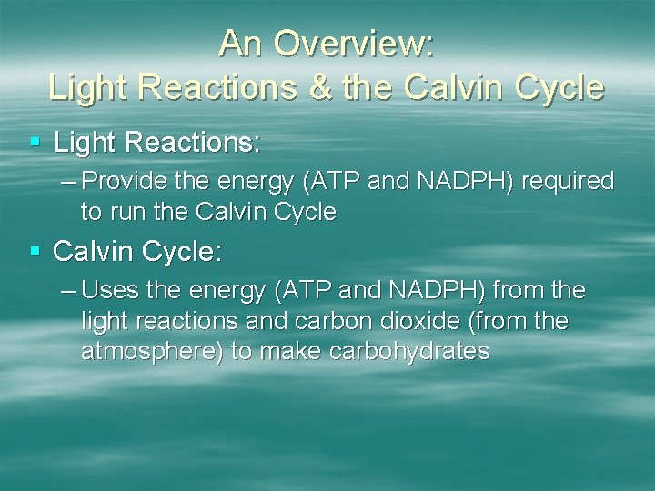 An Overview: Light Reactions & the Calvin Cycle § Light Reactions: – Provide the