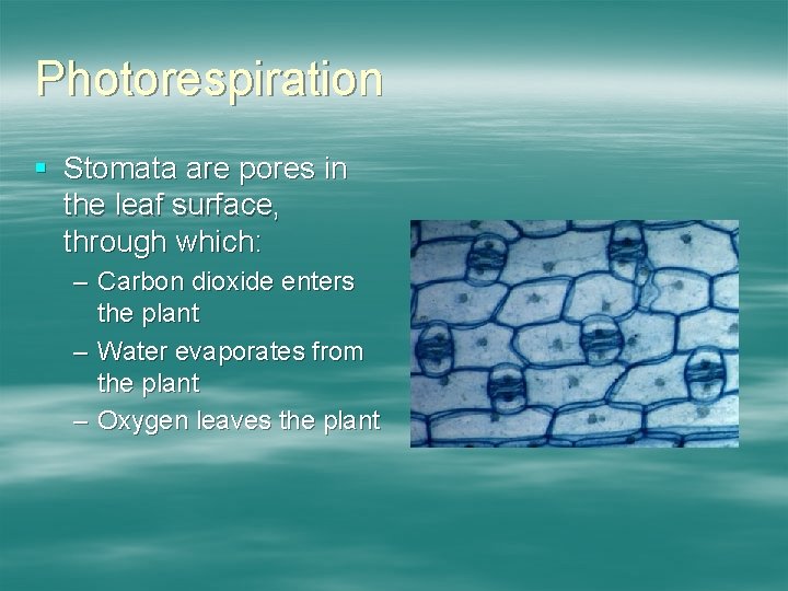 Photorespiration § Stomata are pores in the leaf surface, through which: – Carbon dioxide