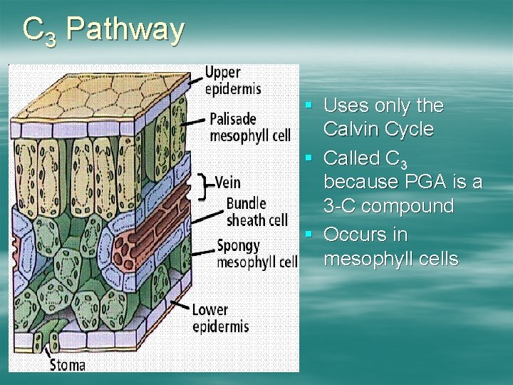 C 3 Pathway § Uses only the Calvin Cycle § Called C 3 because