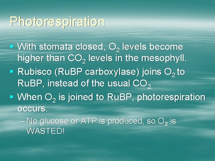 Photorespiration § With stomata closed, O 2 levels become higher than CO 2 levels