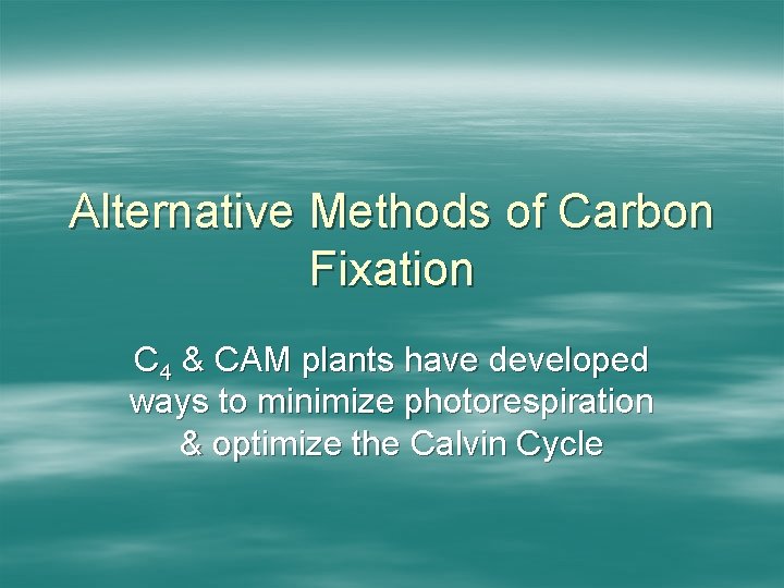 Alternative Methods of Carbon Fixation C 4 & CAM plants have developed ways to