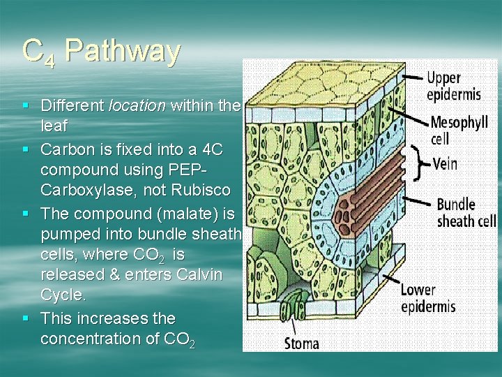C 4 Pathway § Different location within the leaf § Carbon is fixed into