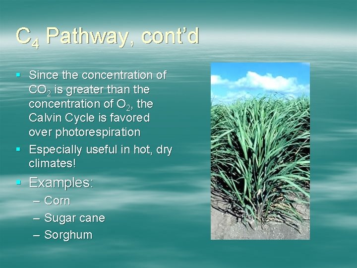 C 4 Pathway, cont’d § Since the concentration of CO 2 is greater than