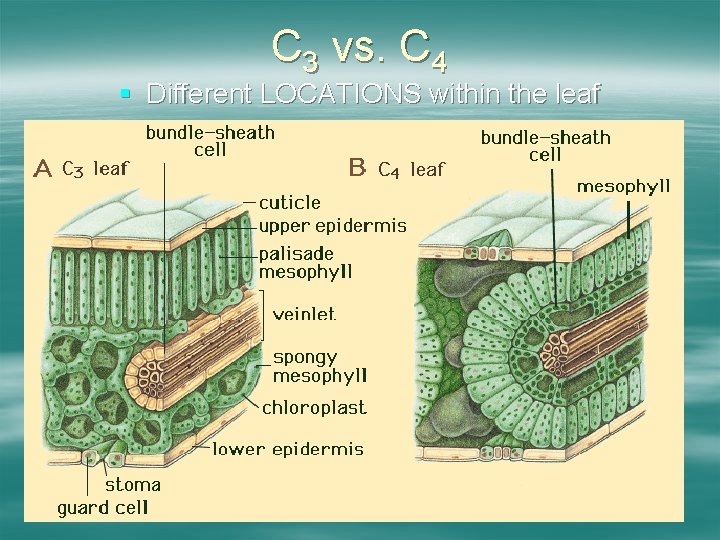 C 3 vs. C 4 § Different LOCATIONS within the leaf 