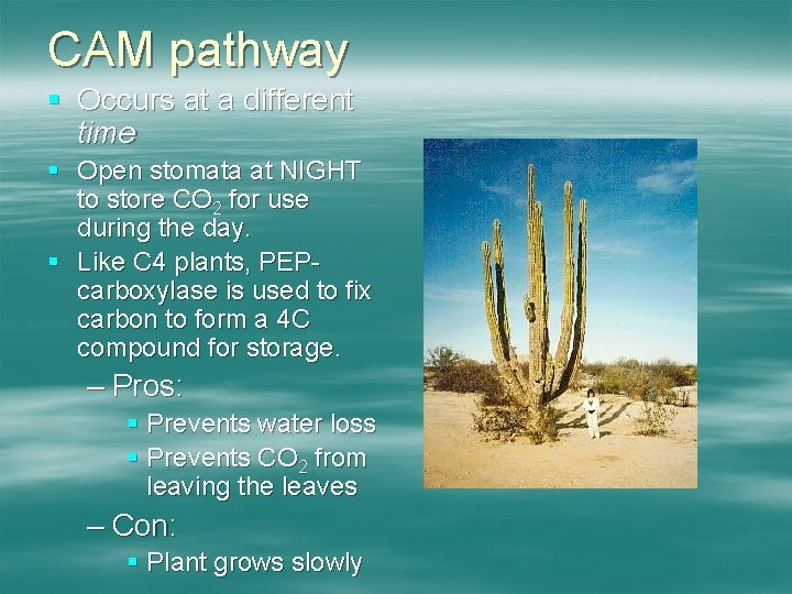 CAM pathway § Occurs at a different time § Open stomata at NIGHT to